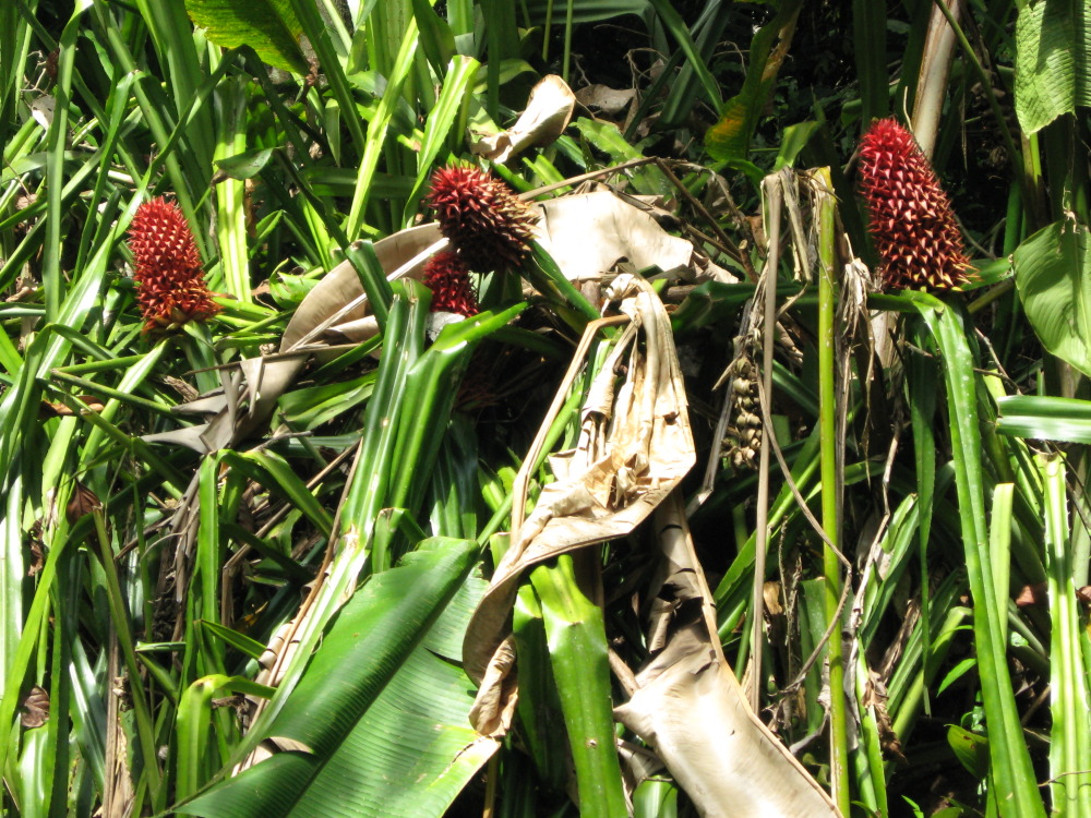 Aechmea magdalenae, Lokation: Costa Rica | Puntarenas | Sirena | Kategorien: Früchte, Familie: Bromeliaceae (Ananasgewächse ), Datum: 30.01.2010