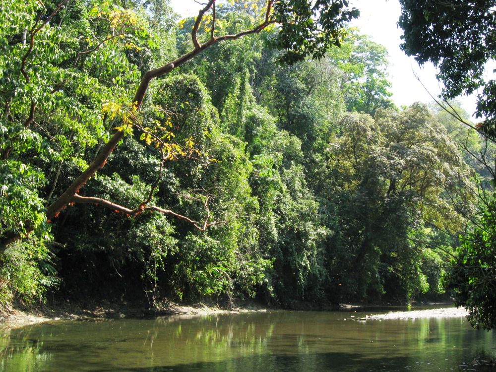 Lokation: Costa Rica | Puntarenas | Sirena | Kategorien: Fluss, Datum: 31.01.2010