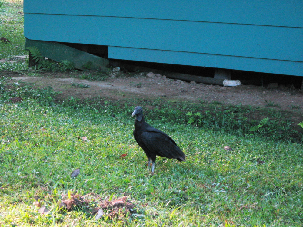 Lokation: Costa Rica | Puntarenas | Sirena | Kategorien: Vögel, Datum: 01.02.2010