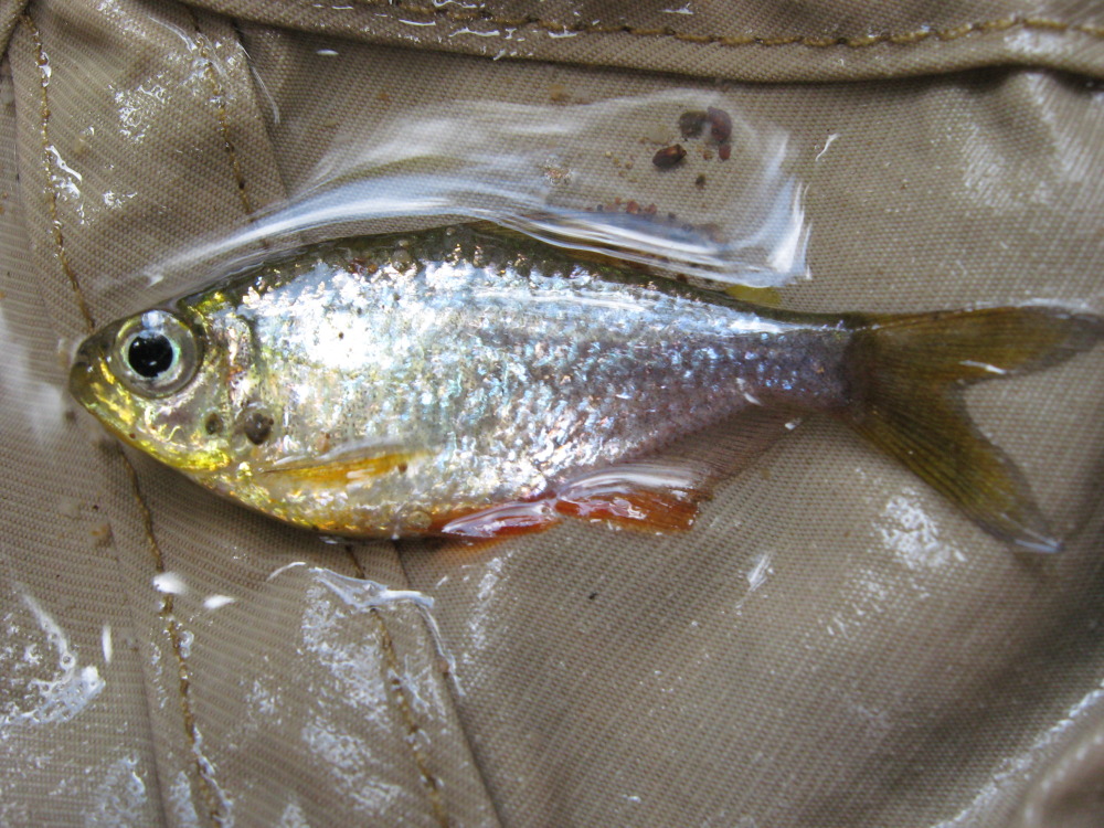 Lokation: Costa Rica | Puntarenas | Sirena | Kategorien: Fische, Datum: 01.02.2010