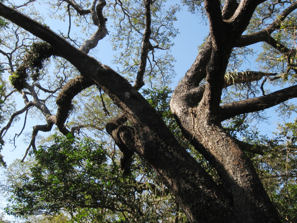Lokation: Costa Rica | Guanacaste | Santa Rosa | Kategorien: Baum, Datum: 06.02.2010