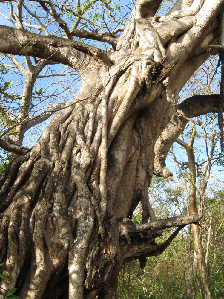 Lokation: Costa Rica | Guanacaste | Santa Rosa | Kategorien: Baum, Datum: 06.02.2010