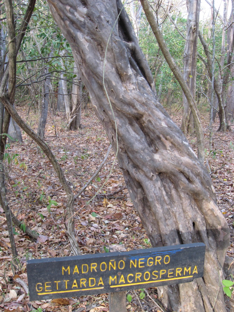 Lokation: Costa Rica | Guanacaste | Santa Rosa | Kategorien: Baum, Datum: 06.02.2010