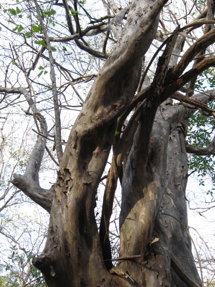 Lokation: Costa Rica | Guanacaste | Santa Rosa | Kategorien: Baum, Datum: 06.02.2010