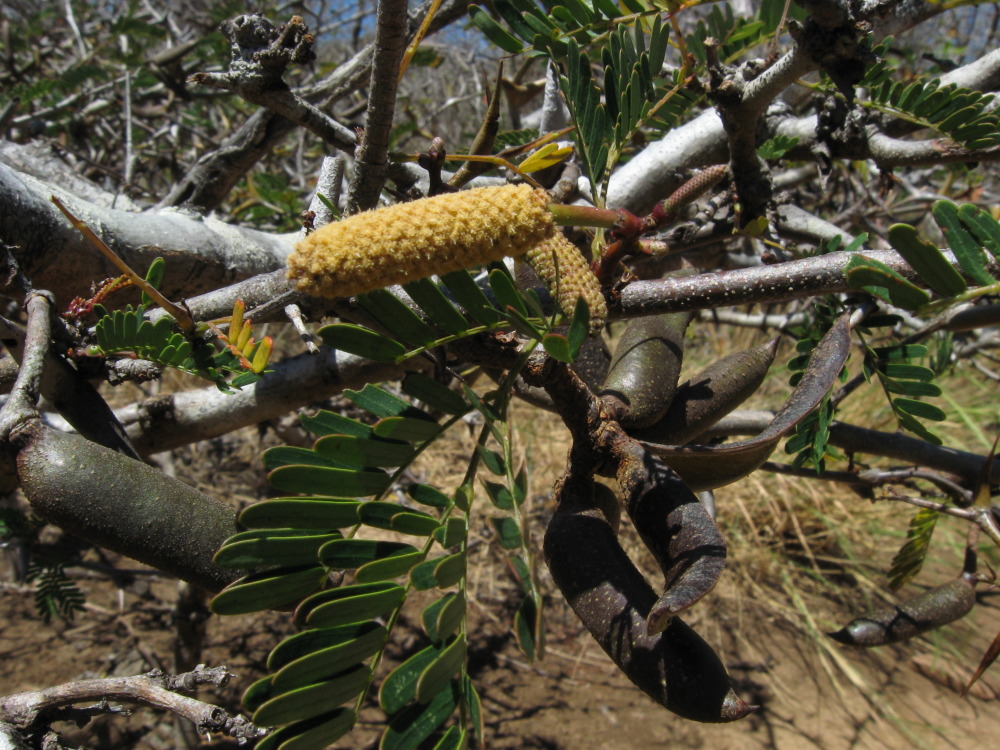 Lokation: Costa Rica | Guanacaste | Tanques | Kategorien: Früchte, Datum: 11.02.2010