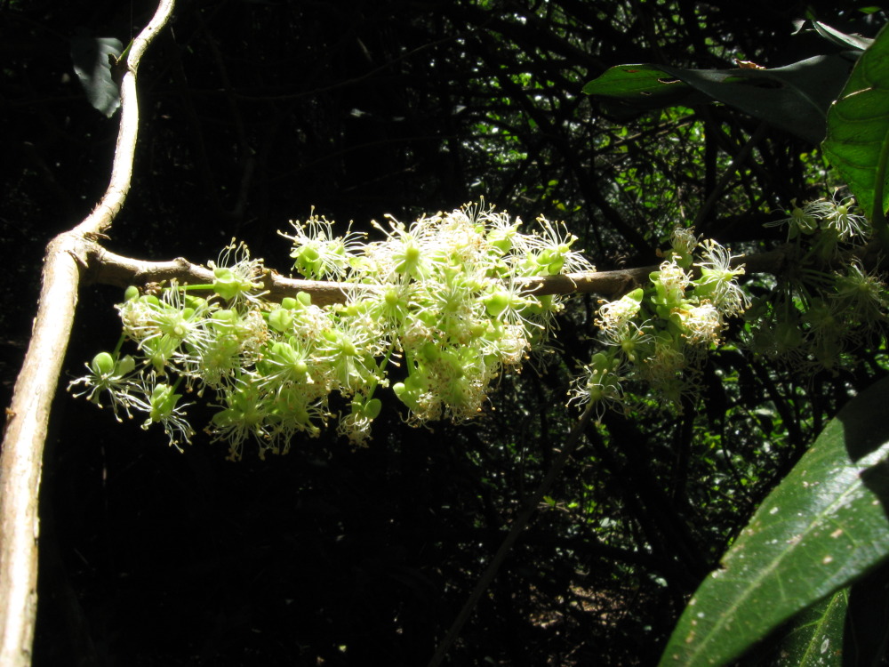 Lokation: Costa Rica | Guanacaste | Hacienda Santa María | Kategorien: Blüte, Datum: 11.02.2010