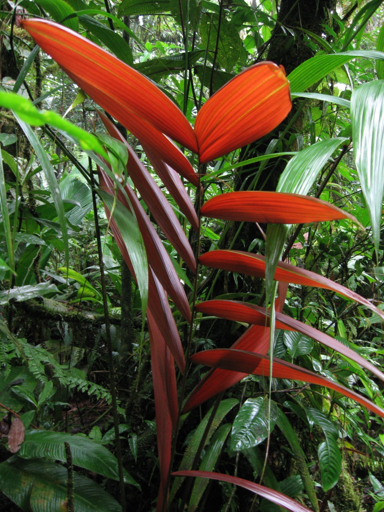 Lokation: Costa Rica | San José | Carrillo | Kategorien: Blatt, Datum: 17.02.2010