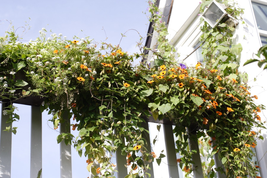 Lokation: Deutschland | Nordrhein-Westfalen | Bergisch Gladbach | Rodemich Kategorien: Garten, Datum: 11.09.2010