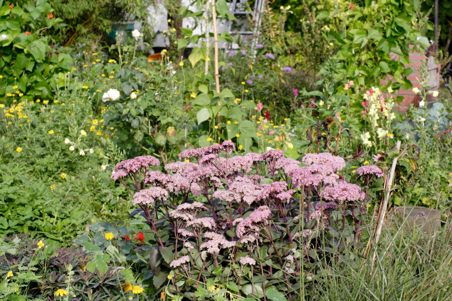 Lokation: Deutschland | Nordrhein-Westfalen | Bergisch Gladbach | Rodemich Kategorien: Naturgarten, Datum: 11.09.2010
