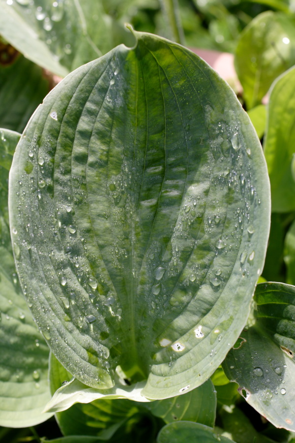 Lokation: Deutschland | Nordrhein-Westfalen | Bergisch Gladbach | Rodemich Kategorien: Garten, Datum: 11.09.2010