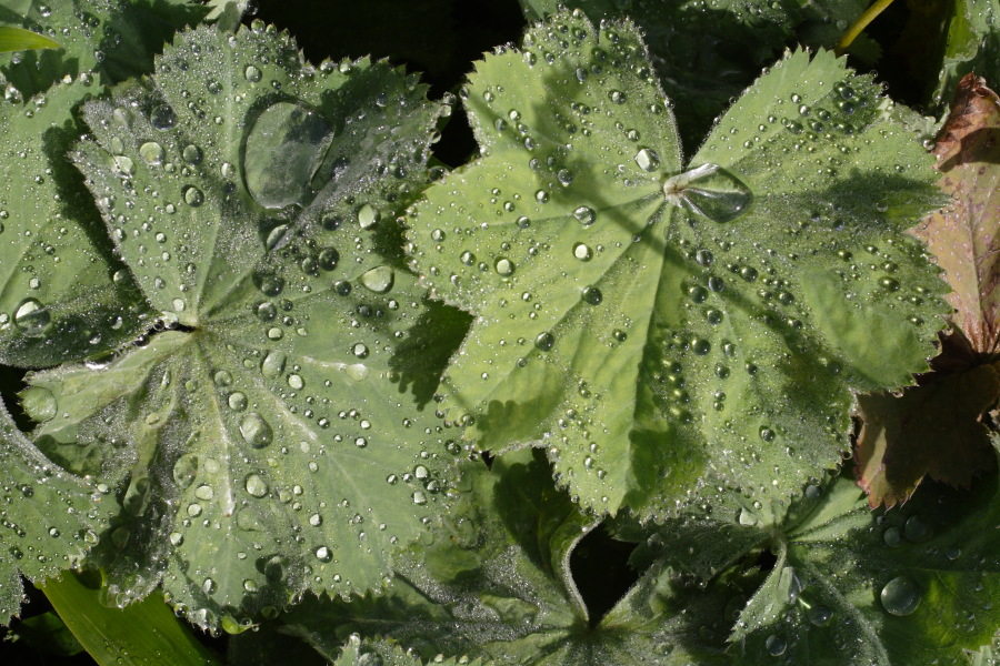 Lokation: Deutschland | Nordrhein-Westfalen | Bergisch Gladbach | Rodemich Kategorien: Garten, Datum: 11.09.2010