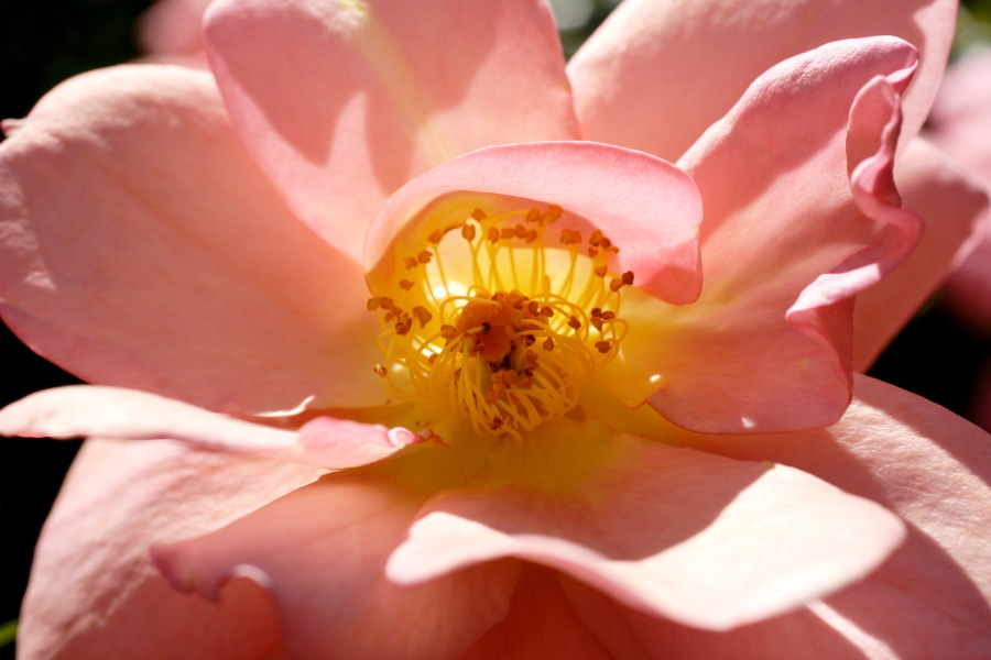 Lokation: Deutschland | Nordrhein-Westfalen | Bergisch Gladbach | Rodemich Kategorien: Garten, Datum: 10.10.2010