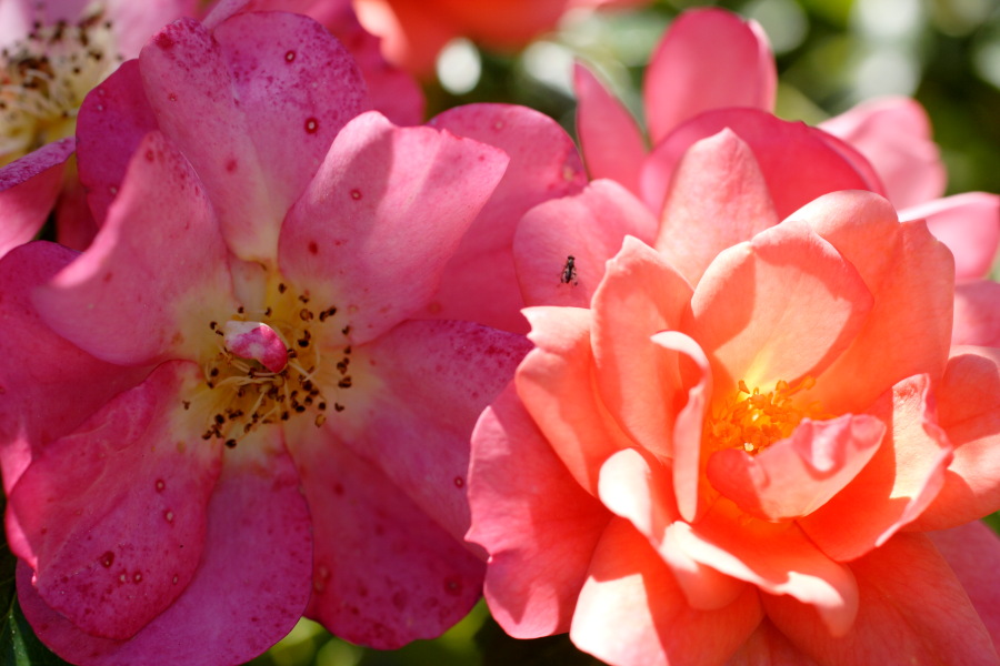 Lokation: Deutschland | Nordrhein-Westfalen | Bergisch Gladbach | Rodemich Kategorien: Garten, Datum: 10.10.2010