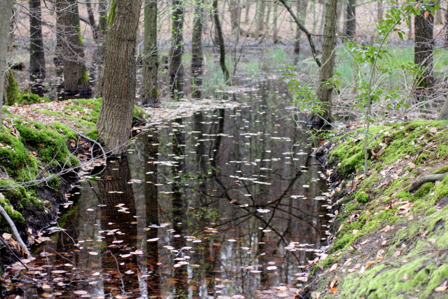 Lokation: Deutschland | Nordrhein-Westfalen | Bergisch Gladbach | Gierath Kategorien: Sumpf, Datum: 03.04.2011