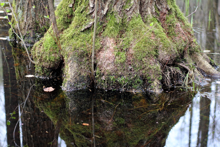 Lokation: Deutschland | Nordrhein-Westfalen | Bergisch Gladbach | Gierath Kategorien: Baum, Datum: 03.04.2011