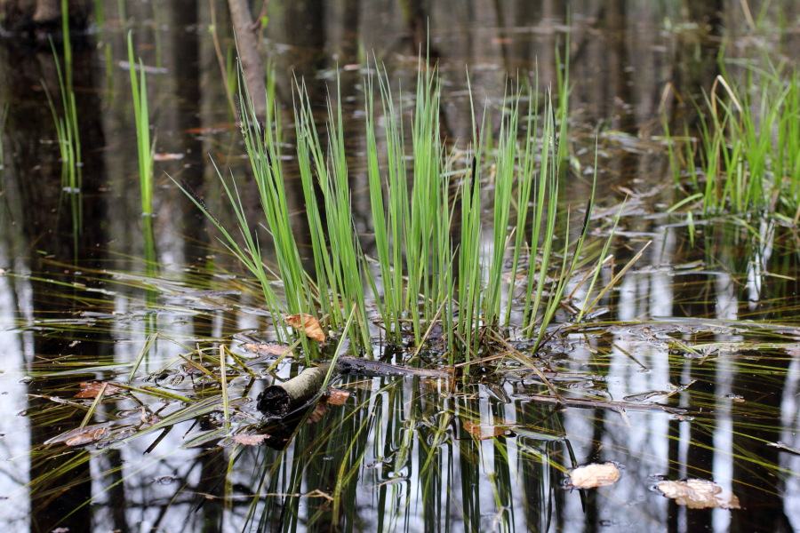 Lokation: Deutschland | Nordrhein-Westfalen | Bergisch Gladbach | Gierath Kategorien: Sumpf, Datum: 03.04.2011