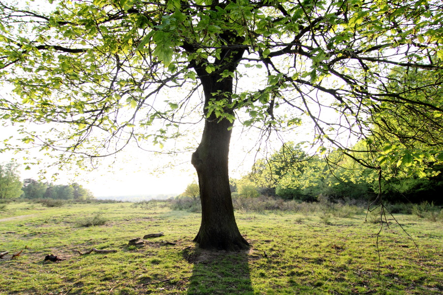 Lokation: Deutschland | Nordrhein-Westfalen | Rösrath | Brand Kategorien: Baum, Datum: 22.04.2011