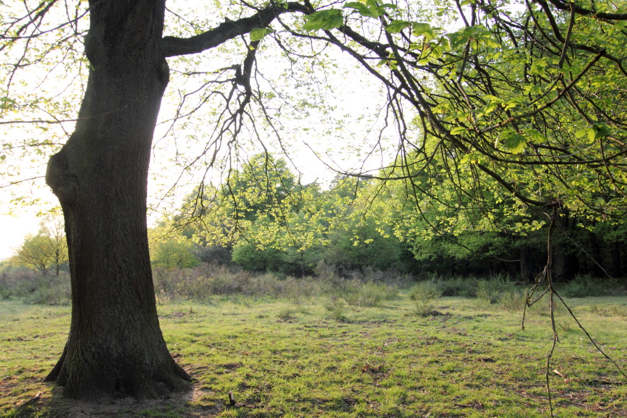 Lokation: Deutschland | Nordrhein-Westfalen | Rösrath | Brand Kategorien: Baum, Datum: 22.04.2011