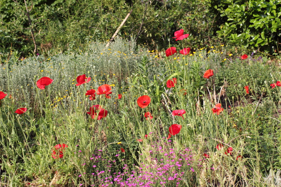 Lokation: Deutschland | Nordrhein-Westfalen | Bergisch Gladbach | Rodemich Kategorien: Naturgarten, Datum: 04.06.2011