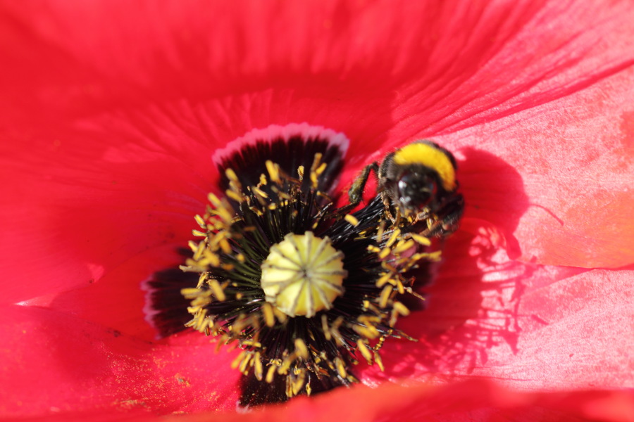 Lokation: Deutschland | Nordrhein-Westfalen | Bergisch Gladbach | Rodemich Kategorien: Blüte, Datum: 04.06.2011