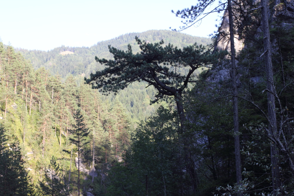 Lokation: Österreich | Kärnten | Trögern-Korte | Trögern Kategorien: Berge, Datum: 26.08.2011