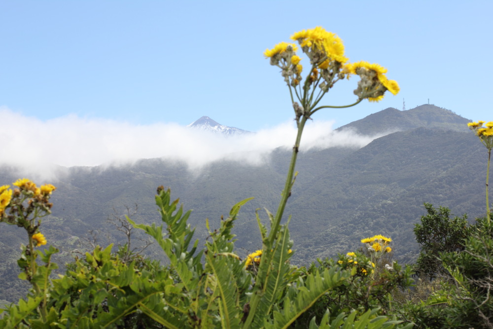 Lokation: Spanien | Canarias | Los Carrizales | Los Carrizales Kategorien: Berge, Datum: 25.02.2011