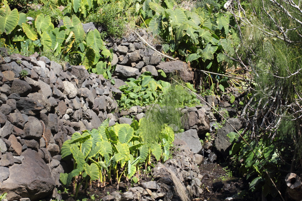 Colocasia esculenta, Lokation: Spanien | Canarias | Las Portelas | Portela Baja Kategorien: Vegetation, Familie: Araceae (Aronstabgewächse ), Datum: 25.02.2011