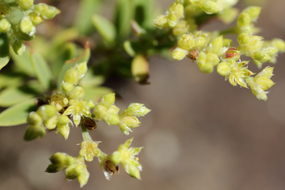 Herniaria fontanesii, Lokation: Spanien | Canarias | Teno | Teno Kategorien: Blüte, Familie: Caryophyllaceae (Nelkengewächse ), Datum: 26.02.2011