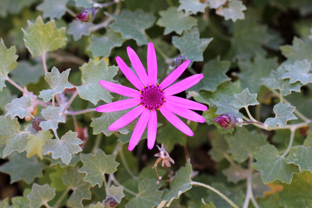 Pericallis lanata, Lokation: Spanien | Canarias | Masca | Masca Kategorien: Blüte, Familie: Asteraceae (Korbblütler ), Datum: 28.02.2011