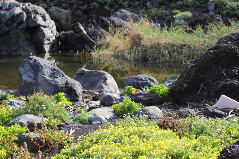 Lokation: Spanien | Canarias | Afur | Taborno Kategorien: Felsen, Datum: 08.03.2011