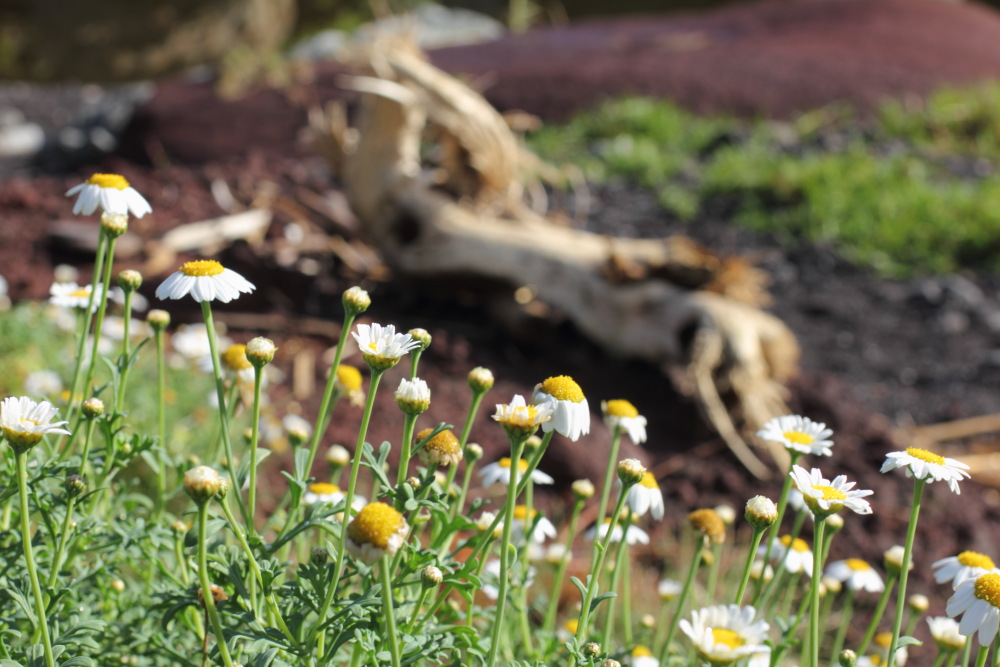 Argyranthemum frutescens, Lokation: Spanien | Canarias | Afur | Taborno Kategorien: Habitus, Familie: Asteraceae (Korbblütler ), Datum: 08.03.2011