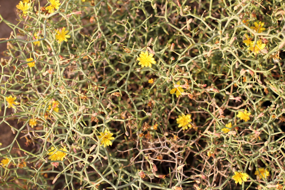 Launaea arborescens, Lokation: Spanien | Canarias | El Medano | El Médano Kategorien: Habitus, Familie: Asteraceae (Korbblütler ), Datum: 12.03.2011