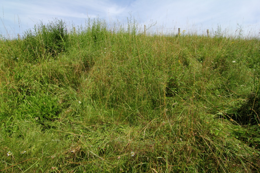Lokation: Deutschland | Nordrhein-Westfalen | Rösrath | Klein Bliersbach Kategorien: Dauerquadrat, Datum: 04.07.2012