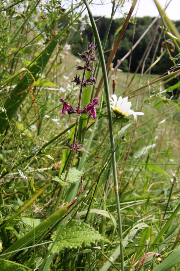 Lokation: Deutschland | Nordrhein-Westfalen | Rösrath | Klein Bliersbach Kategorien: Habitus, Datum: 04.07.2012