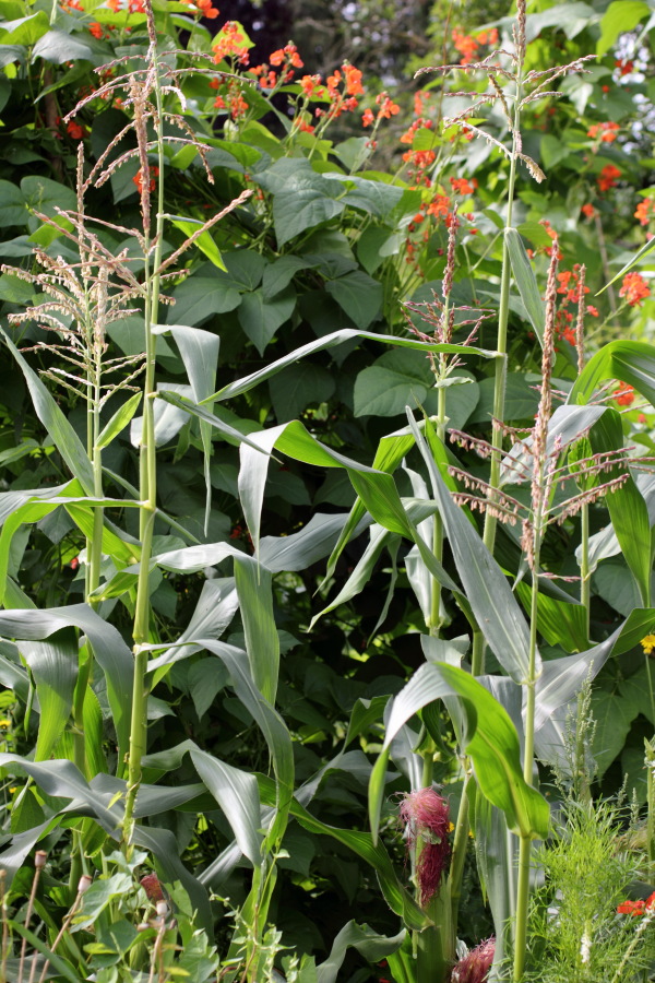 Lokation: Deutschland | Nordrhein-Westfalen | Bergisch Gladbach | Rodemich Kategorien: Permakultur, Datum: 31.07.2012