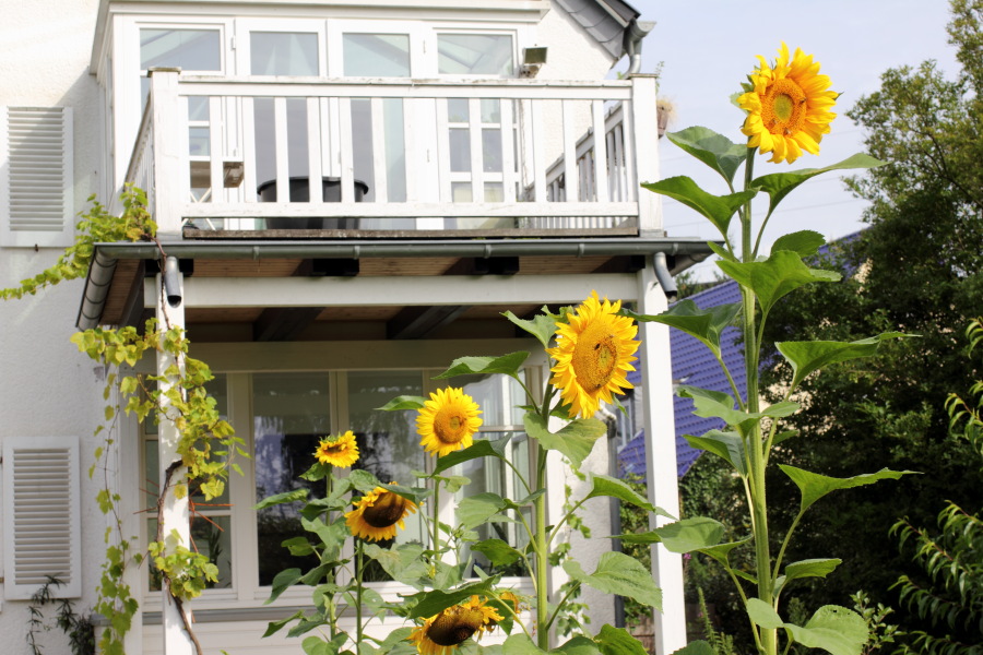 Lokation: Deutschland | Nordrhein-Westfalen | Bergisch Gladbach | Rodemich Kategorien: Permakultur, Datum: 31.07.2012