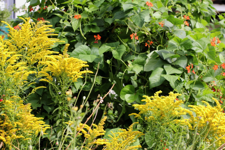 Lokation: Deutschland | Nordrhein-Westfalen | Bergisch Gladbach | Rodemich Kategorien: Permakultur, Datum: 31.07.2012