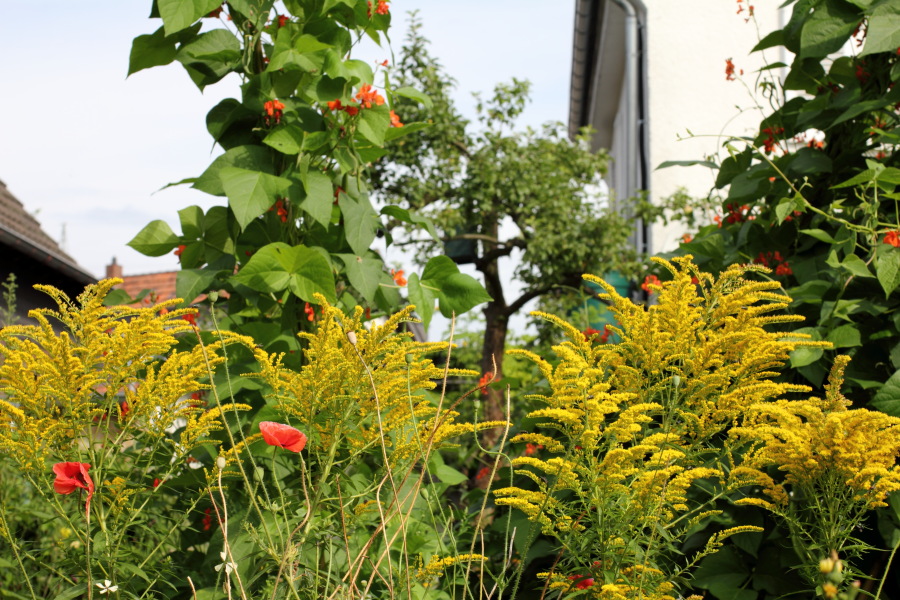 Lokation: Deutschland | Nordrhein-Westfalen | Bergisch Gladbach | Rodemich Kategorien: Permakultur, Datum: 31.07.2012