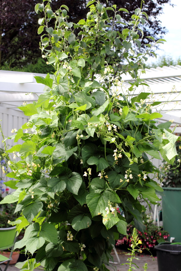 Lokation: Deutschland | Nordrhein-Westfalen | Bergisch Gladbach | Rodemich Kategorien: Permakultur, Datum: 31.07.2012