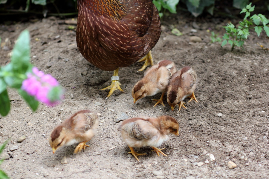 Lokation: Deutschland | Nordrhein-Westfalen | Bergisch Gladbach | Rodemich Kategorien: Hühner, Datum: 09.08.2012