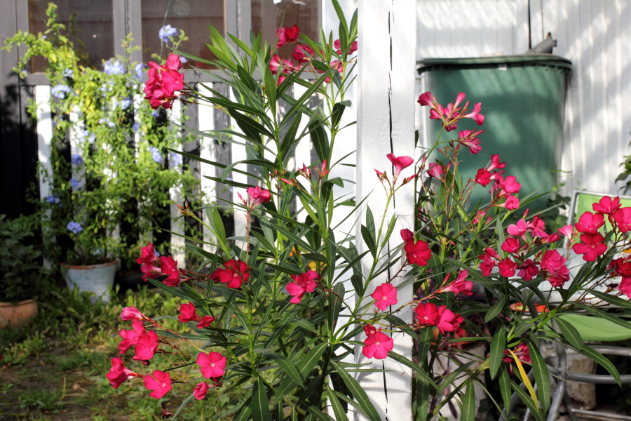 Lokation: Deutschland | Nordrhein-Westfalen | Bergisch Gladbach | Rodemich Kategorien: Garten, Datum: 25.08.2012