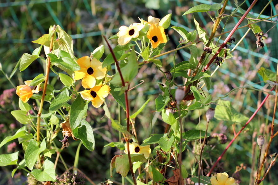 Lokation: Deutschland | Nordrhein-Westfalen | Bergisch Gladbach | Rodemich Kategorien: Garten, Datum: 25.08.2012