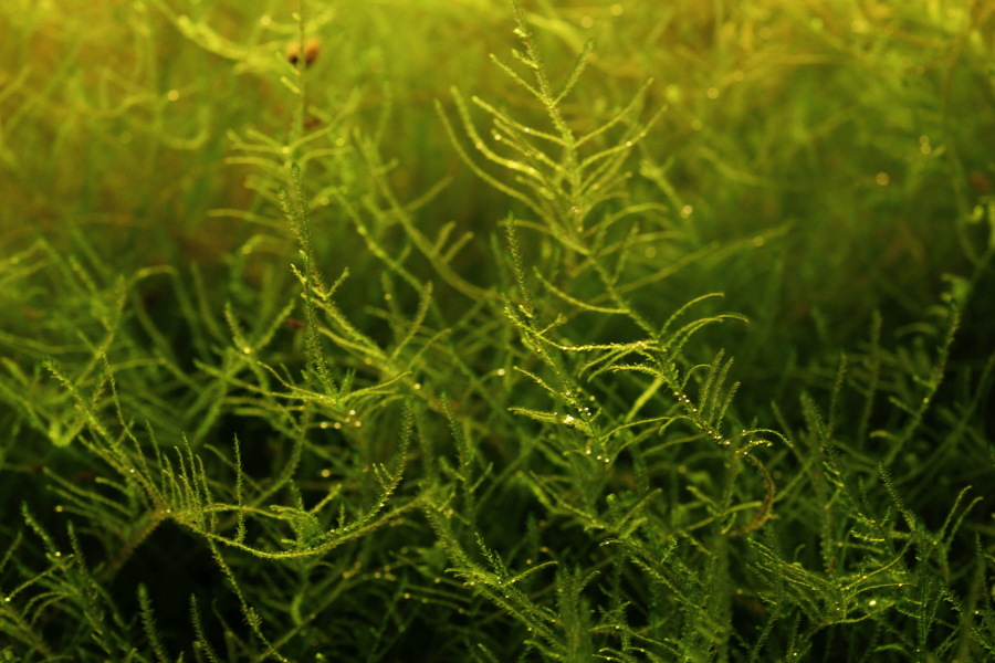 Javamoos, Lokation: Deutschland | Nordrhein-Westfalen | Bergisch Gladbach | Rodemich Kategorien: Aquarien, Datum: 24.09.2012