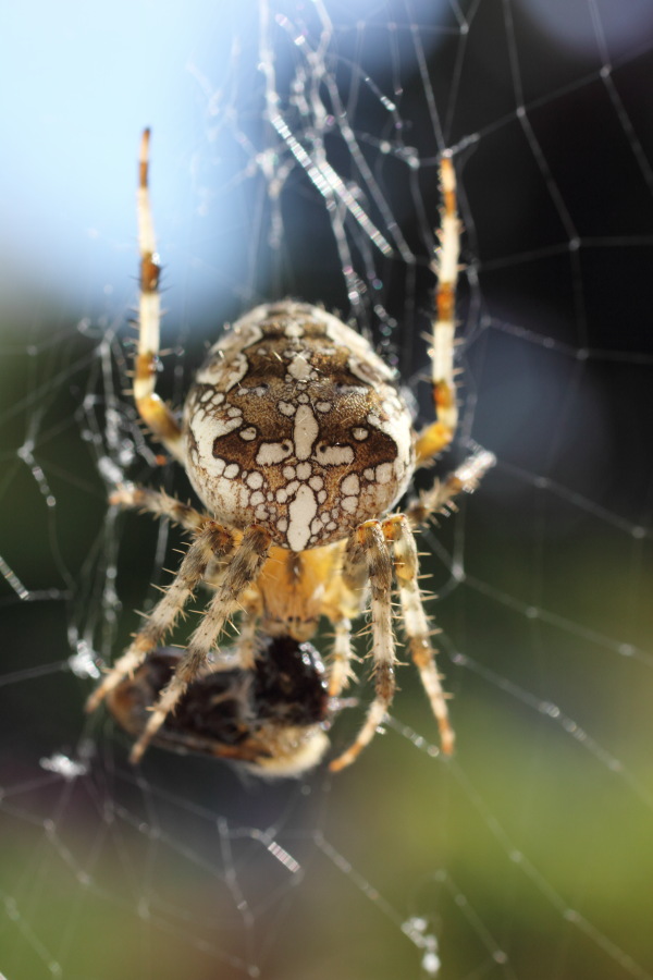 Lokation: Deutschland | Nordrhein-Westfalen | Bergisch Gladbach | Rodemich Kategorien: Spinnen, Datum: 30.09.2012