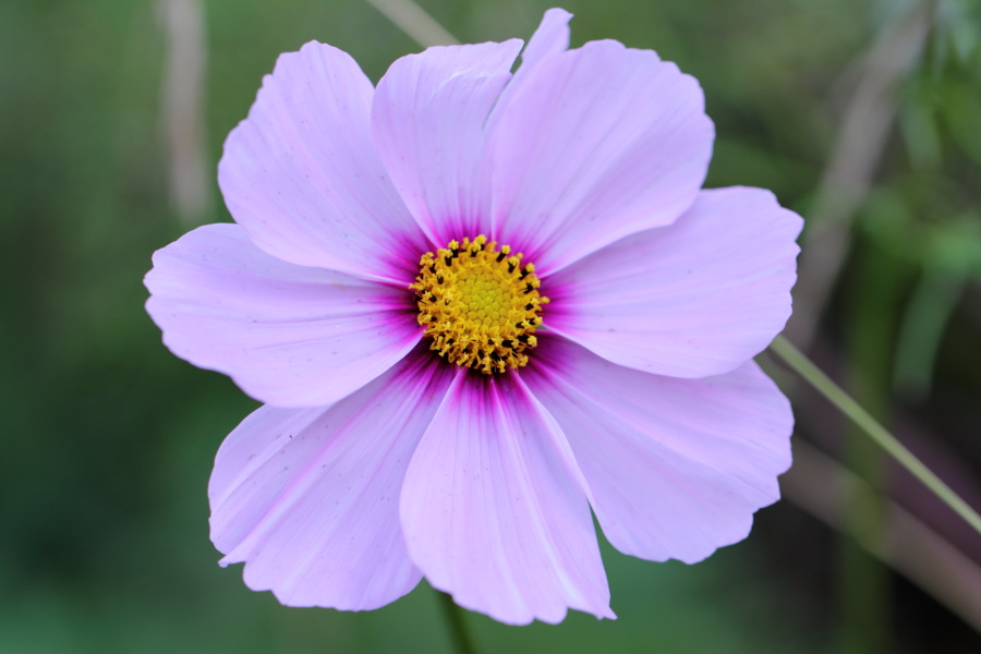 Lokation: Deutschland | Nordrhein-Westfalen | Bergisch Gladbach | Rodemich Kategorien: Blüte, Garten, Datum: 04.10.2012