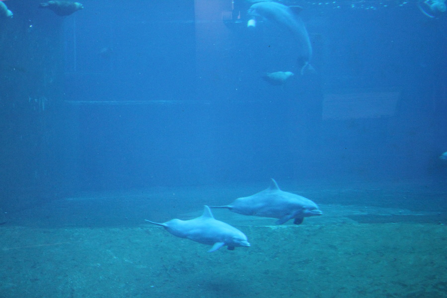 Lokation: Deutschland | Bayern | Nürnberg | Zerzabelshof Kategorien: Zoo, Datum: 02.11.2012