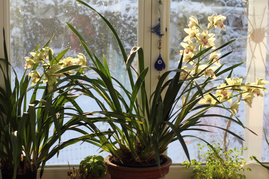 Lokation: Deutschland | Nordrhein-Westfalen | Bergisch Gladbach | Rodemich Kategorien: Zimmerpflanzen, Datum: 08.12.2012