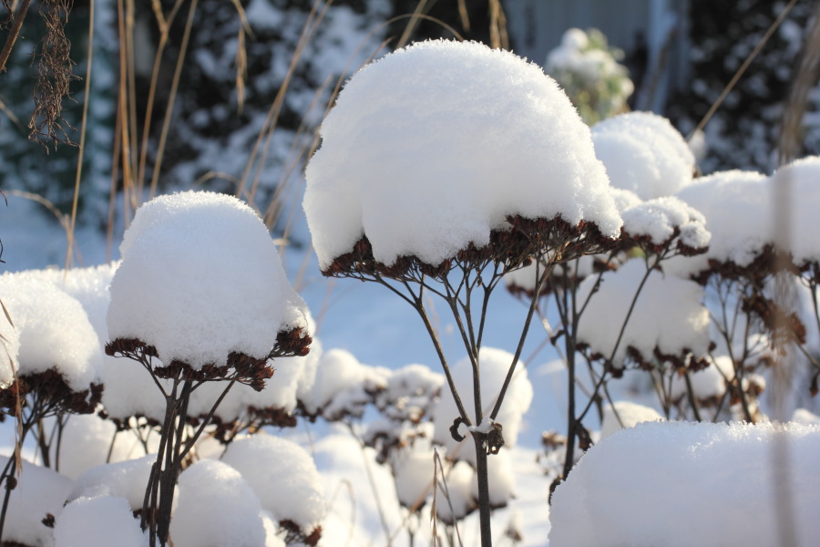 Lokation: Deutschland | Nordrhein-Westfalen | Bergisch Gladbach | Rodemich Kategorien: Winter, Naturgarten, Datum: 08.12.2012