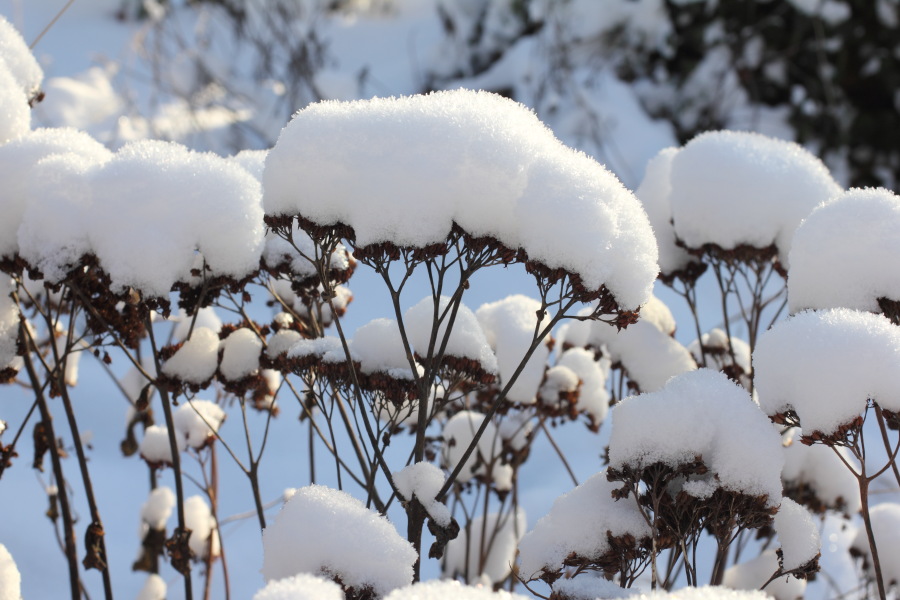 Lokation: Deutschland | Nordrhein-Westfalen | Bergisch Gladbach | Rodemich Kategorien: Winter, Naturgarten, Datum: 08.12.2012