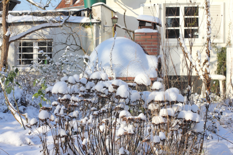Lokation: Deutschland | Nordrhein-Westfalen | Bergisch Gladbach | Rodemich Kategorien: Winter, Naturgarten, Datum: 08.12.2012